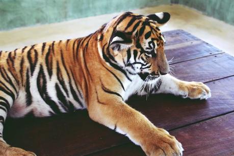 tiger kingdom thailand