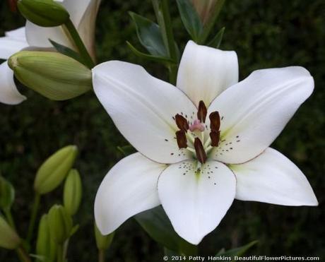 Eyeliner Lily © 2014 Patty Hankins