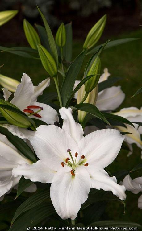 Crystal Blanca Lily © 2014 Patty Hankins
