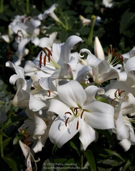 Zambesi Lily © 2013 Patty Hankins