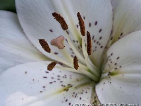 Eyeliner Lily © 2014 Patty Hankins