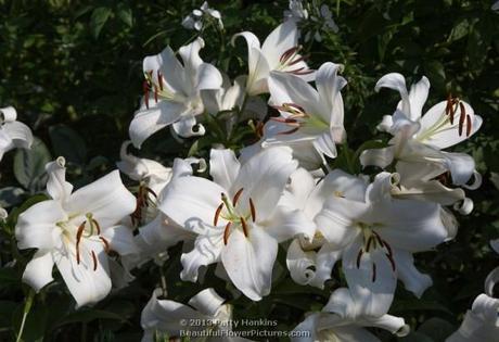 Zambesi Lily © 2013 Patty Hankins