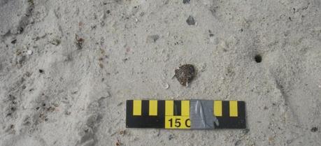 Surface residual ball (SRB) made of a mix of oil and sand on Gulf of Mexico beach