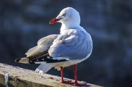 Largest birds and steepest streets