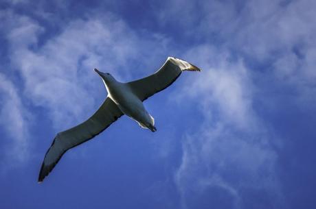 Largest birds and steepest streets