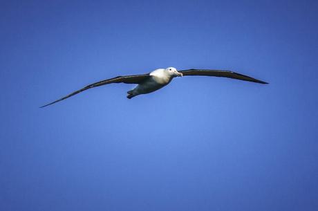 Largest birds and steepest streets