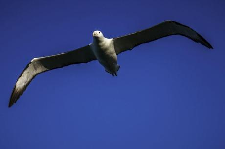 Largest birds and steepest streets