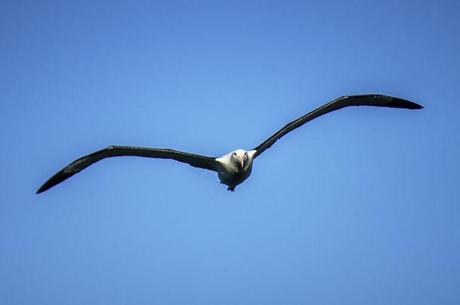 Largest birds and steepest streets