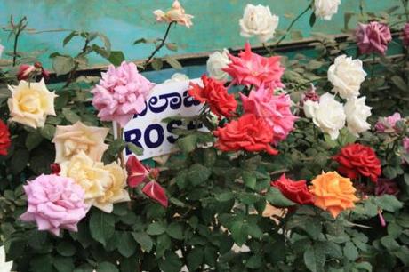 Taken on January 26, 2014 at Lal Bagh Gardens