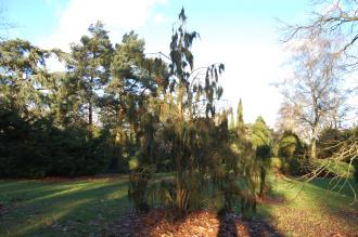 Juniperus thurifera (30/12/2013, Kew Gardens, London)