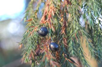 Juniperus thurifera Berries (30/12/2013, Kew Gardens, London)
