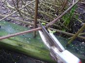 Pruning Clematis (making Most Day!)