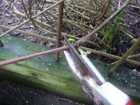 Pruning Clematis (making the most of a dry day!)