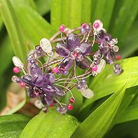 Amethyst and rose quartz wrap bracelet Garland (Thailand)