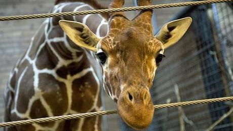 Some thoughts on Marius the giraffe