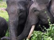 Elephants Indonesia Attack Humans Deforestation Threatens Habitat
