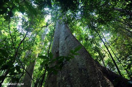 Rainforest in Aceh. Photo by Rhett A. Butler. 