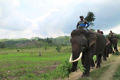 Trained elephants patrolling Aceh BKSDA repel wild elephants that have been in conflict with local farmers in Bireuen. Photo: Chik Rini.