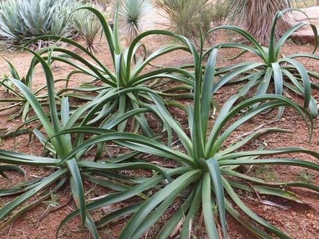 Botanical Garden of Barcelona