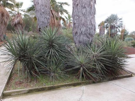 Botanical Garden of Barcelona