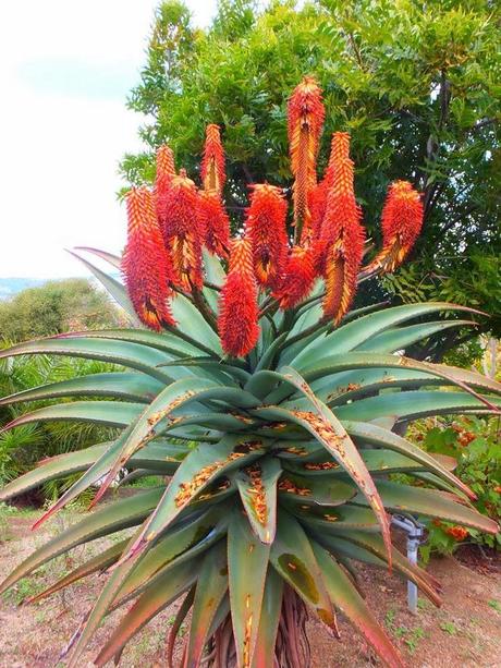 Aloe thraskii