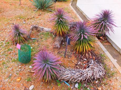 Botanical Garden of Barcelona