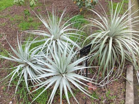 Puya berteroniana