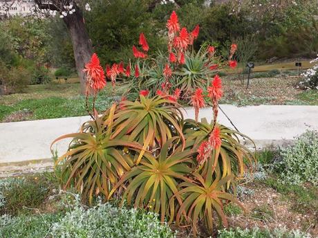 Aloe arborescens