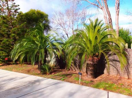 Macrozamia moorei