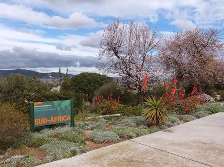 Flowering Aloes in the South Africa Garden at Botanical Garden of Barcelona