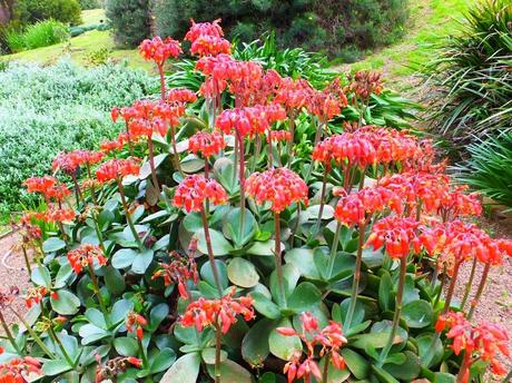 Kalanchoe 