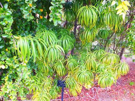 Botanical Garden of Barcelona