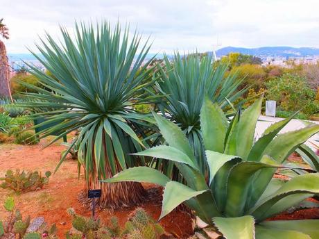 Botanical Garden of Barcelona