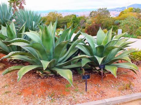 Agave salmiana