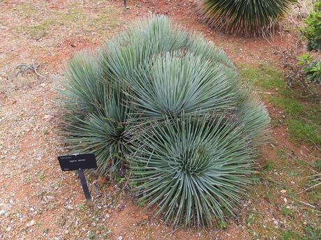 Botanical Garden of Barcelona