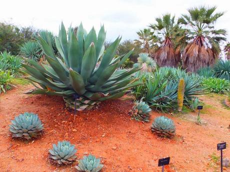 Botanical Garden of Barcelona