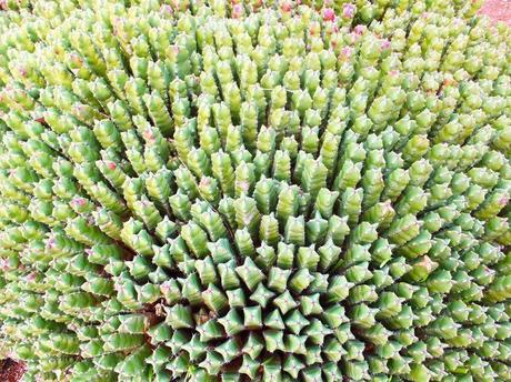 Euphorbia resinifera