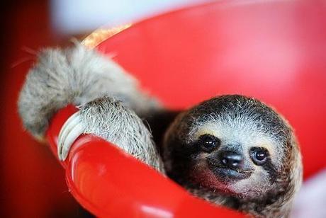 Baby sloth in a Bucket The World’s Top 10 Best Images of Animals in Buckets