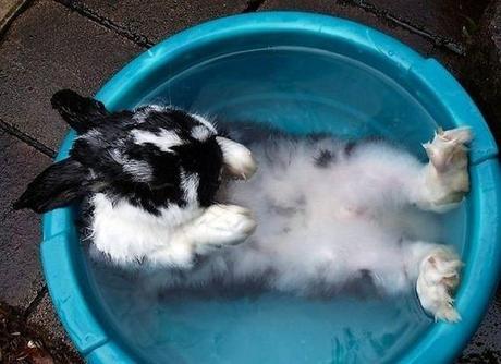 Rabbit in a Bucket The World’s Top 10 Best Images of Animals in Buckets
