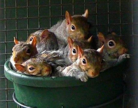 Squirrels in a Bucket The World’s Top 10 Best Images of Animals in Buckets