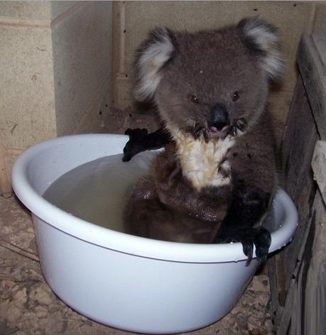 Koala in a Bucket The World’s Top 10 Best Images of Animals in Buckets