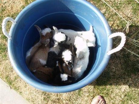 Goats in a Bucket The World’s Top 10 Best Images of Animals in Buckets
