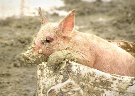 Pig in a Bucket The World’s Top 10 Best Images of Animals in Buckets