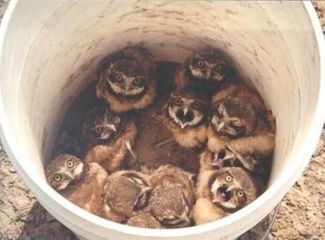 Owls in a Bucket The World’s Top 10 Best Images of Animals in Buckets