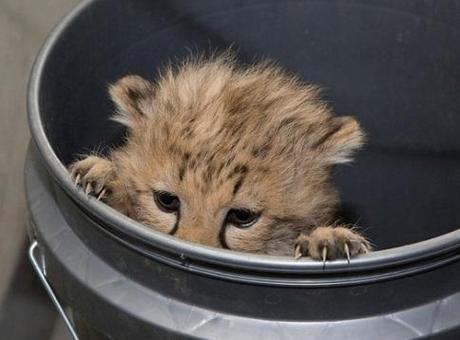 Baby cheetah in a Bucket The World’s Top 10 Best Images of Animals in Buckets