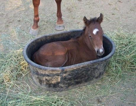 Horse in a Bucket The World’s Top 10 Best Images of Animals in Buckets