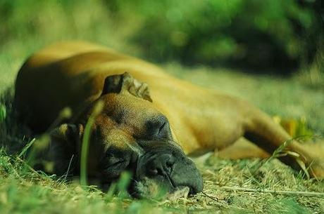 AKC and Pets Best Top 10 Dog Breeds of 2013