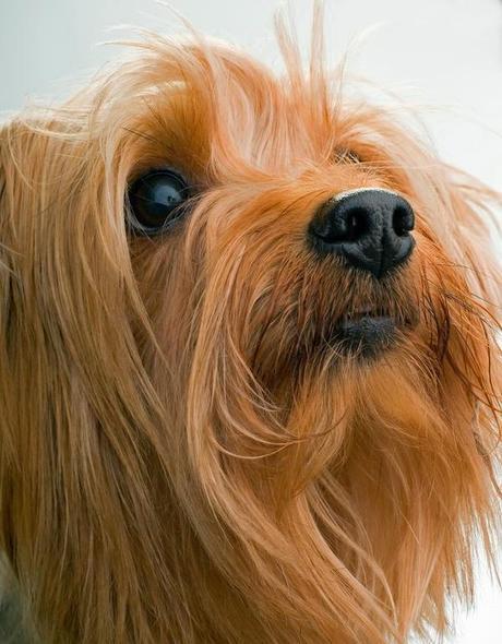 AKC and Pets Best Top 10 Dog Breeds of 2013