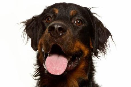 AKC and Pets Best Top 10 Dog Breeds of 2013