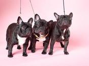 Dogs Westminster Show